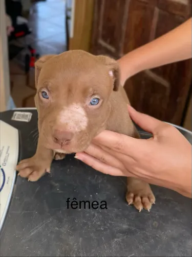 filhote de pitbull fêmea