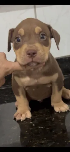 Pit Monster Tricolor