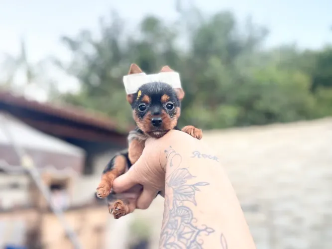 Super pequena fêmea york com pedigree pelo seda 