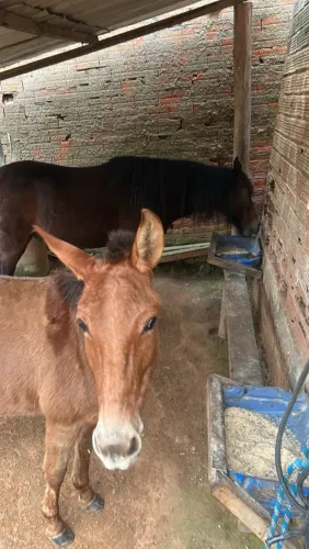 Cavalo/mula