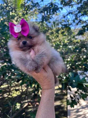 Lulu da Pomerânia