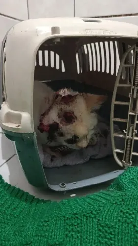 Gatinho ferido quem puder ajudar e ficar com ele chamar neste número *