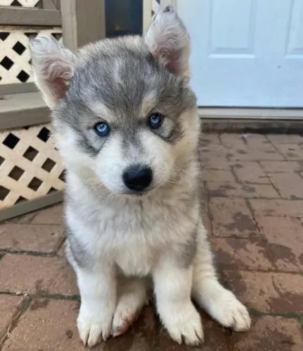 Filhotes de Husky Siberiano | Um novo membro, um novo amor