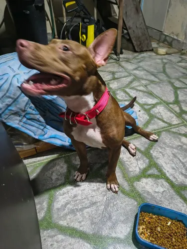 Pit Bull fêmea 6 meses 