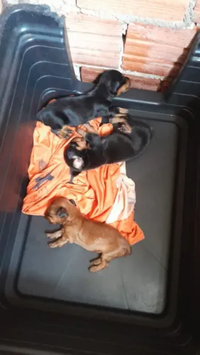 Pinscher