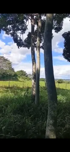 Venda de Mogno Africano (Khaya spp.) - Madeira Nobre em Iacri/SP