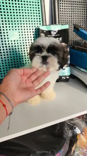 Filhote de shih-tzu macho.