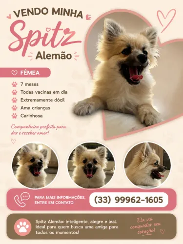 Vende-se spitz alemã fêmea 