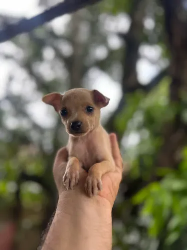 Filhote Pinscher pedigree