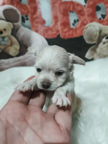 Lindo machinho Chihuahua pêlo longo disponível!