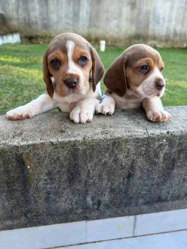 Beagle macho e fêmea tricolor e chocolate