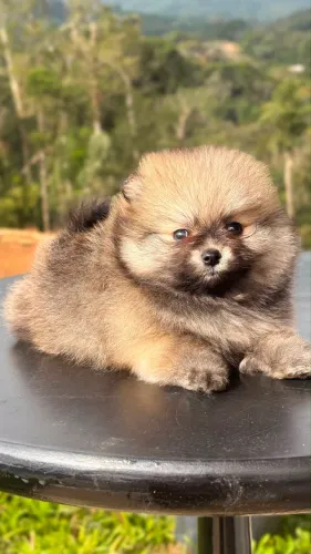 Spitz 
