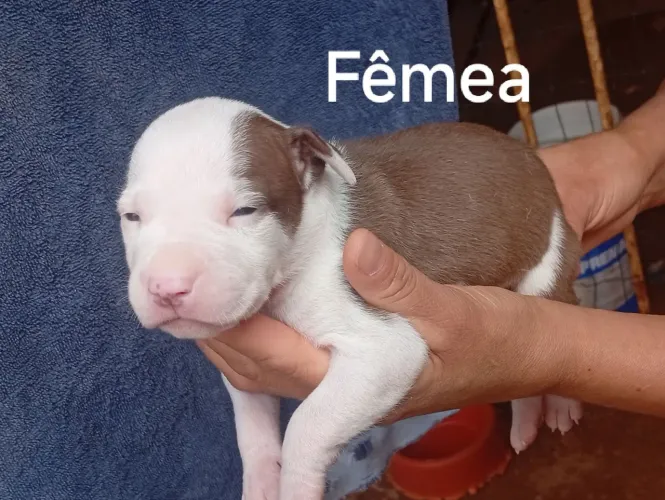 Filhotes de Pitbull Com American Bully