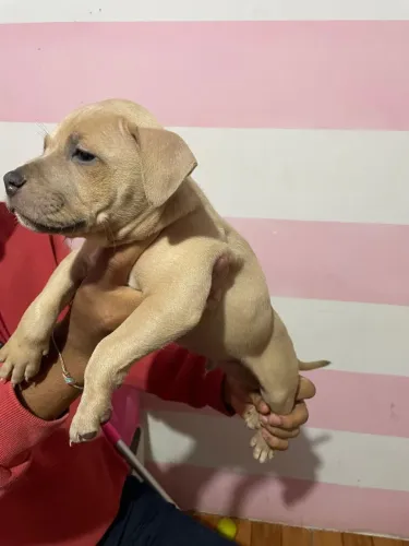 América bully 