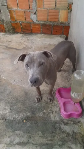 Pitbull Fêmea 4 Meses