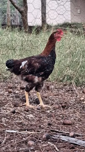 Frango / galo GSB