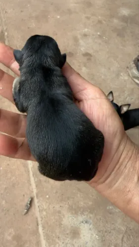 Pinscher Fêmea