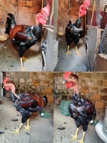 Galo balão sergipano
