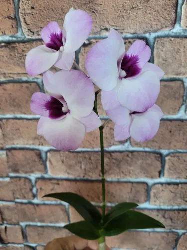 Orquidea