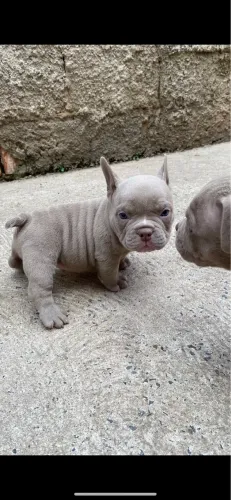 Cobertura , american exotic bullying