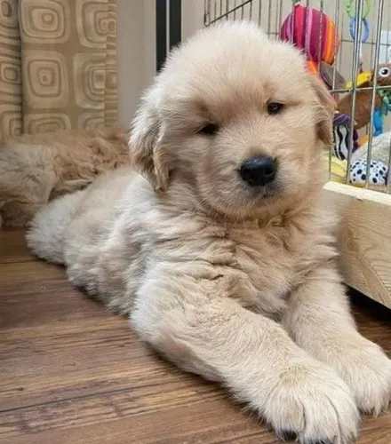 Filhotes de Golden Retriever | O brilho da alegria.