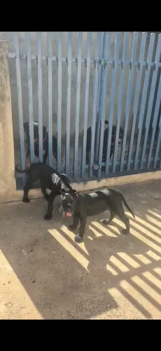 Vendo um casal de filhotes de presa canario 2 meses