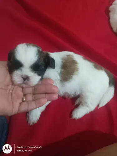 Filhote Shih Tzu em RESENDE