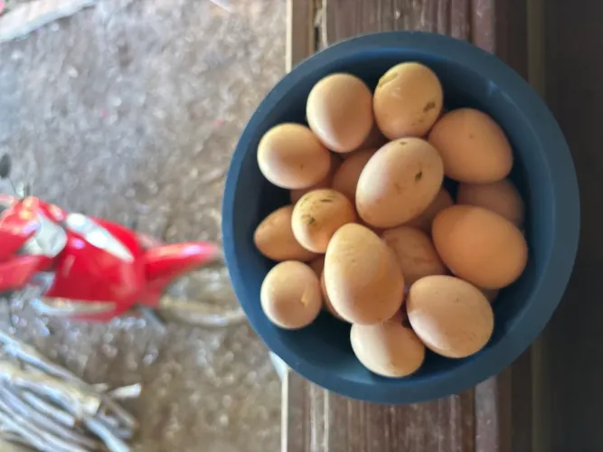 Ovos de angulista