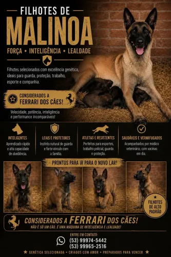 Vendo filhote de pastor de malinoa puro