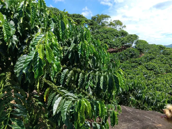 Chácara santa teresa 250 mil