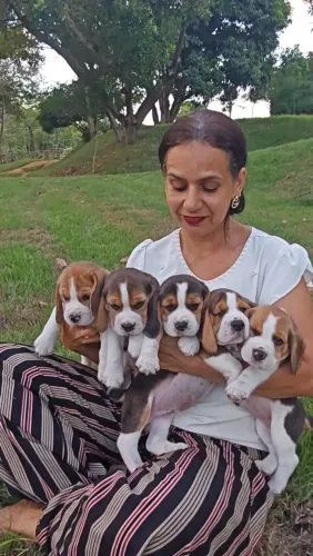 Fascinantes e Luxuosos Filhotes de Beagle 