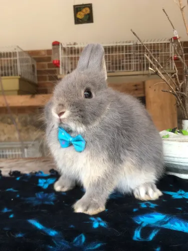 Coelho anão netherland dwarf blue otter linhagem importada - macho 