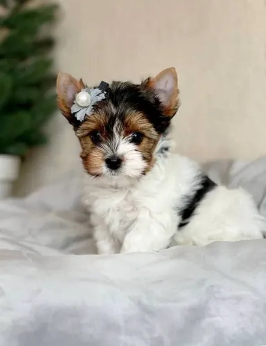 Incrível filhote de yorkshire biewer terrier fêmea 