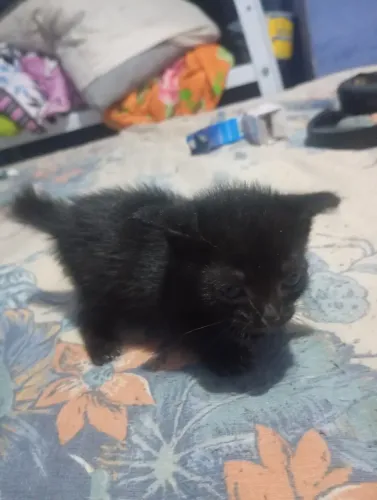 Gato macho para adoção 