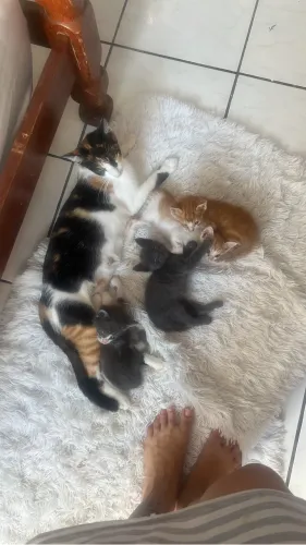 GATINHOS PARA DOAÇÃO