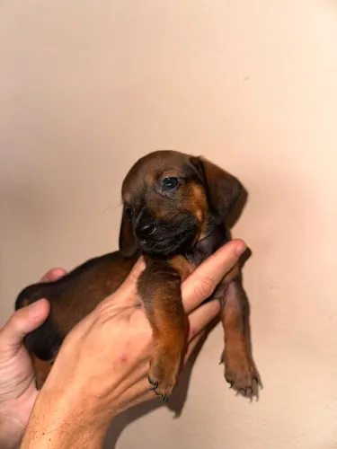 Incríveis e lindos dachshund (salsichinha)