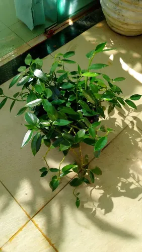 Desapego de vaso de planta
