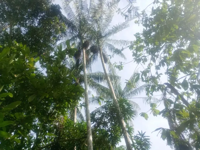 Sítio  no interior do carreiro castanho 