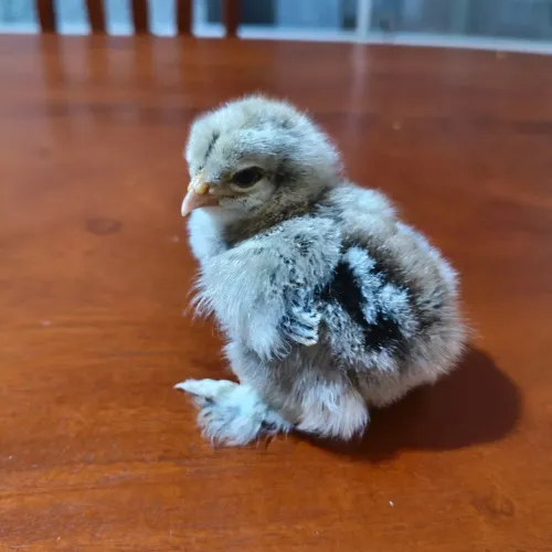 Galinha Brahma, pintinhos
