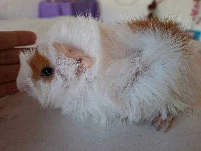 Porquinho da india