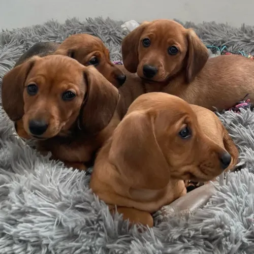 PROMOÇÃO!!! FILHOTES DE MINI BASSET DACHSHUND 