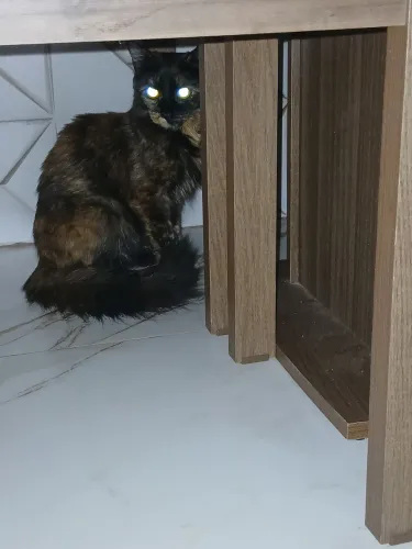 Doa-se gata
