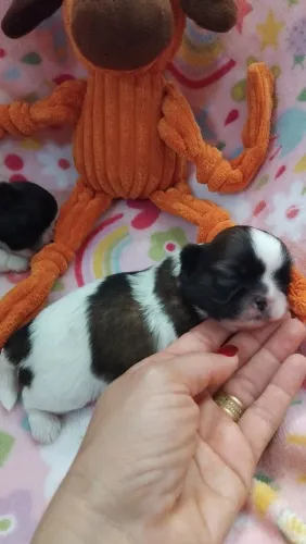 Shihtzu