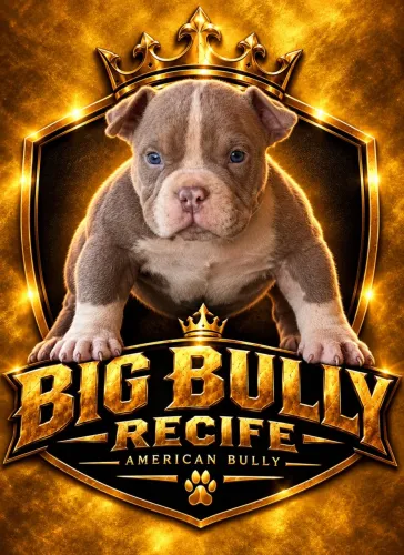 Filhotes de American Bully com pedigree 