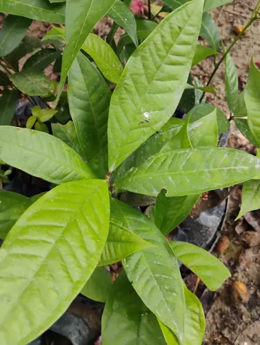 Vende se mudas de canela biriba manga pitanga goiaba jambo 
