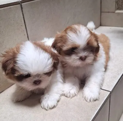 Filhote shih tzu, Pequenos, fofos e prontos para fazer parte da sua família!