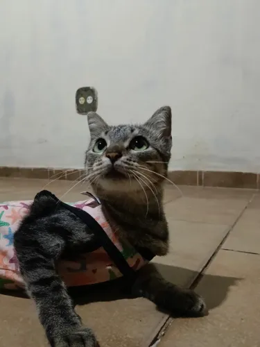 fêmea castrada adoção responsável