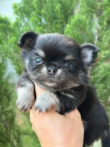 Chihuahua Pêlo longo Black Tan. Maravilhoso menino micro com cabeça de maçã! Apaixonante!!