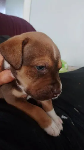 Filhotes de Pitbull puro com pedigree 