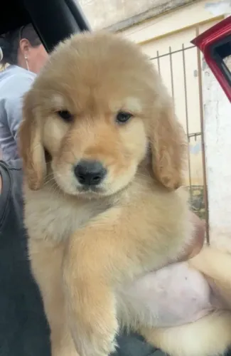 GOLDEN RETRIVIER DISPONIVEL.